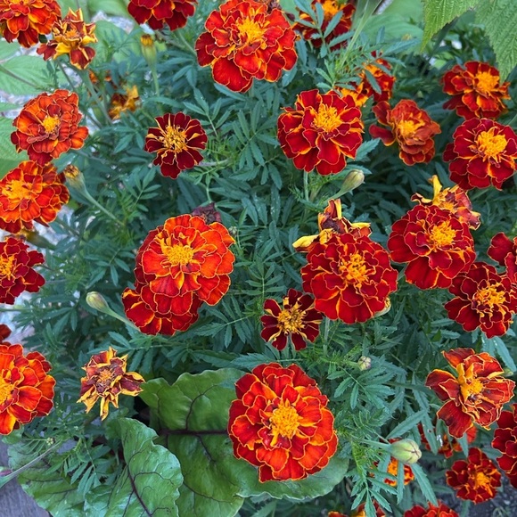 Vibrant Orange Marigold Seeds Mix - Picture 4 of 6